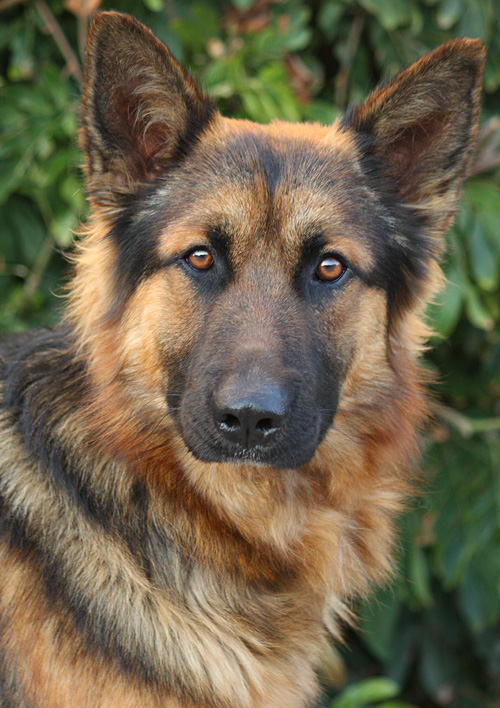 plush coated german shepherd